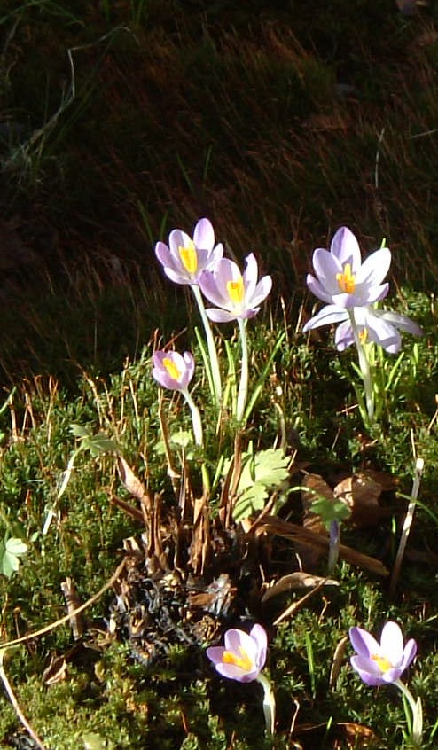 Crocuses-2