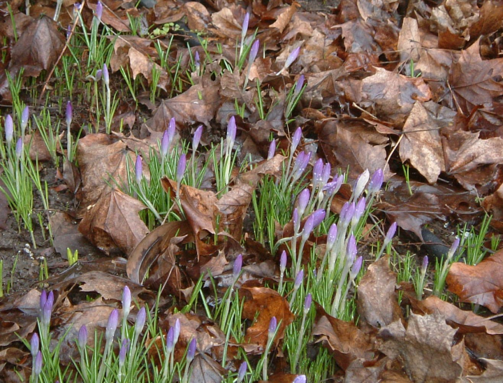 Crocuses