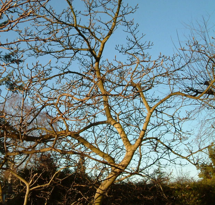 Magnolia