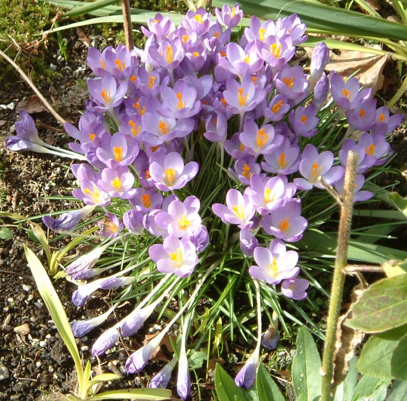 Crocuses