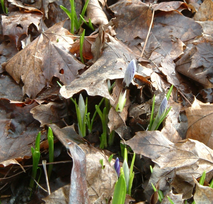 Leaves