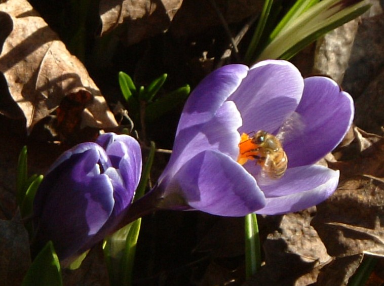 Bee and crocus in flagrante delicto, 1