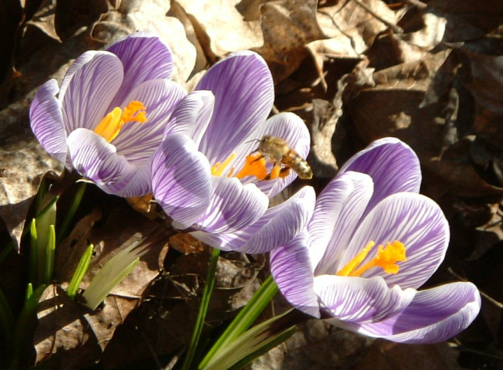 Bee and crocus in flagrante delicto, 2