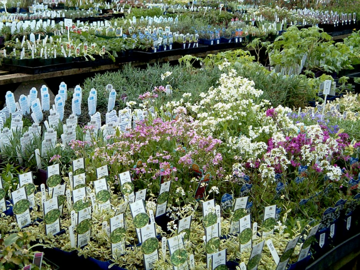 Many flowers for sale