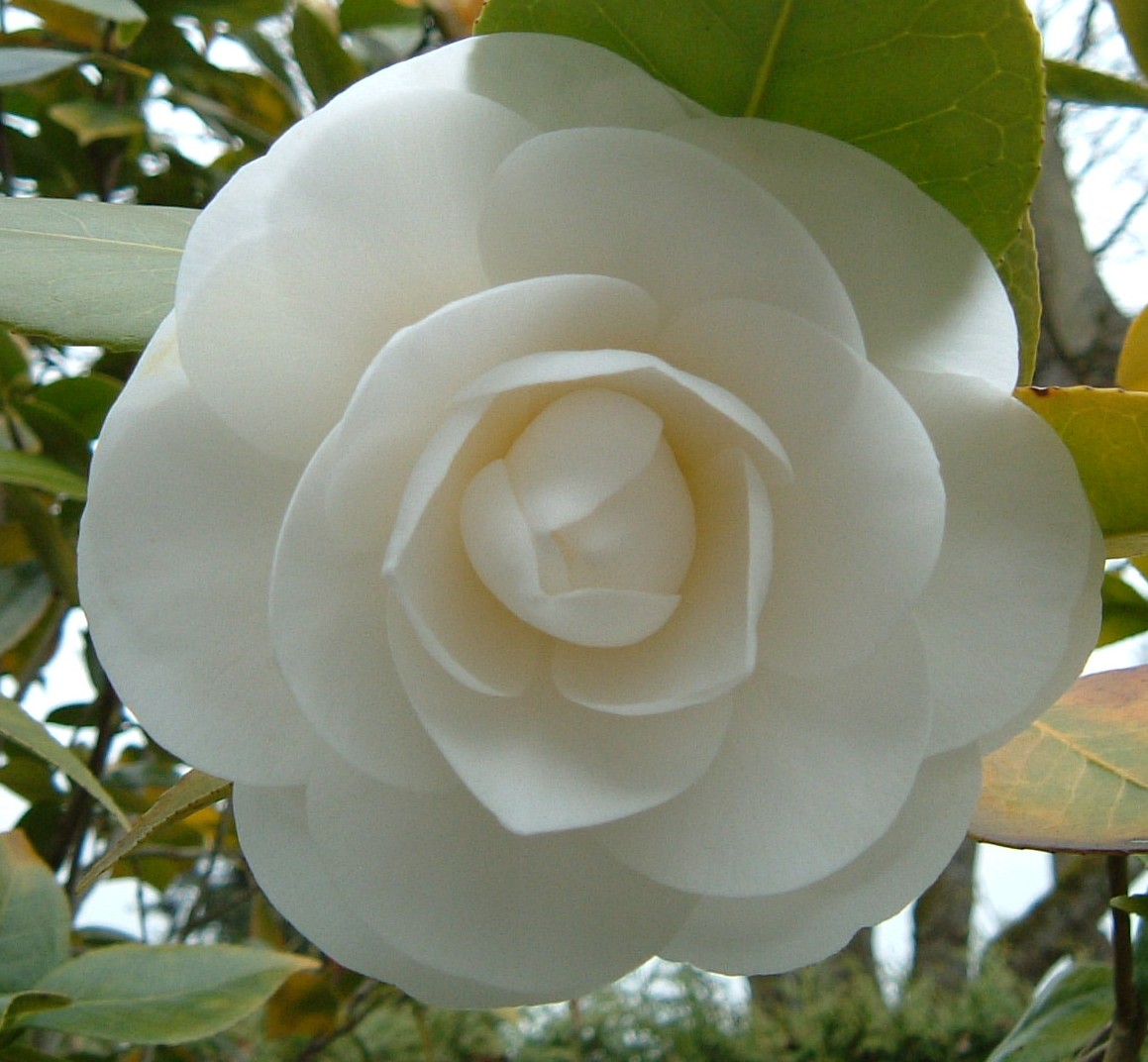 Camellia blossom