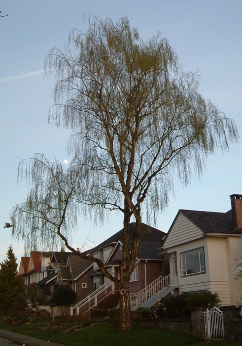 Bird, willow tree, moon