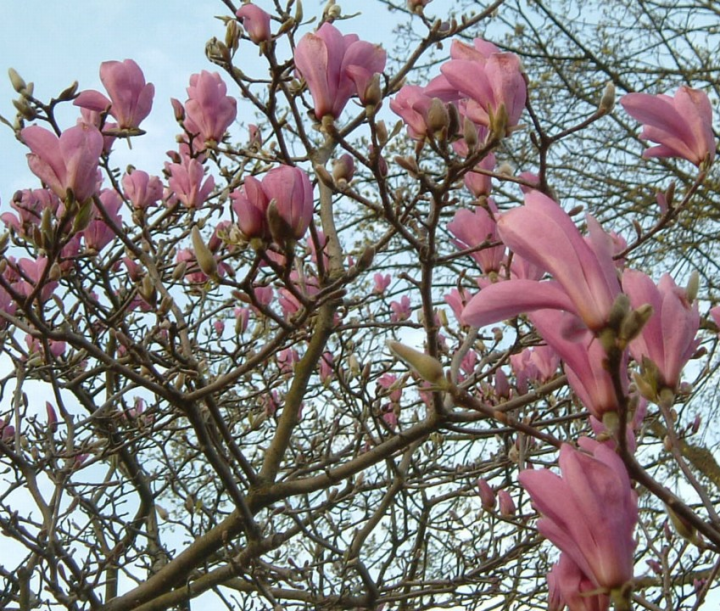 Early magnolia blooms
