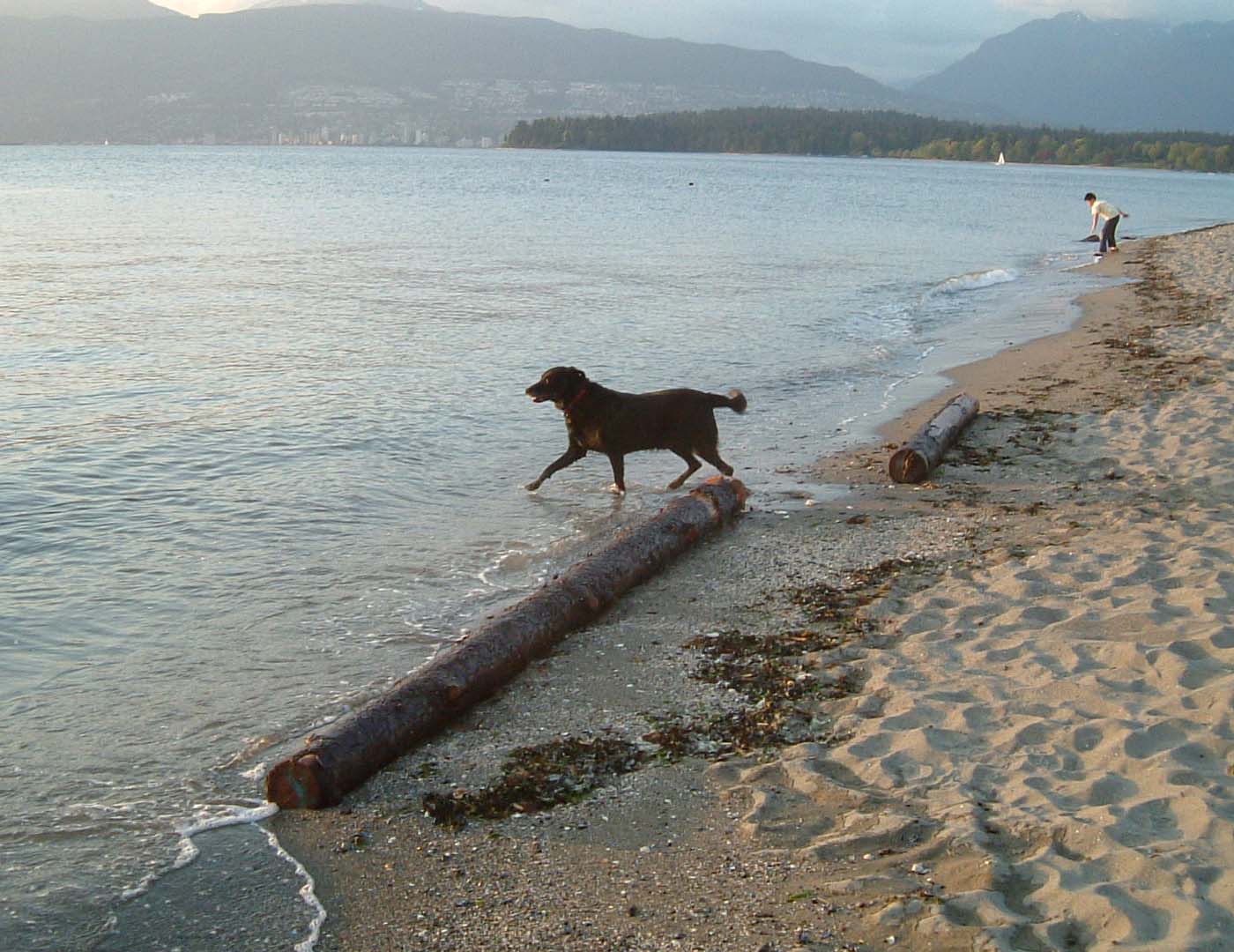 Dog on Kitsilano Beach