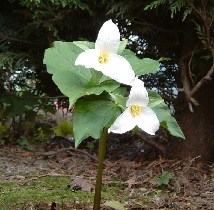 Two white trillium flowers