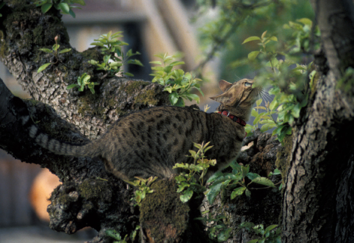 Bengal cat in pear tree, preparing to leap