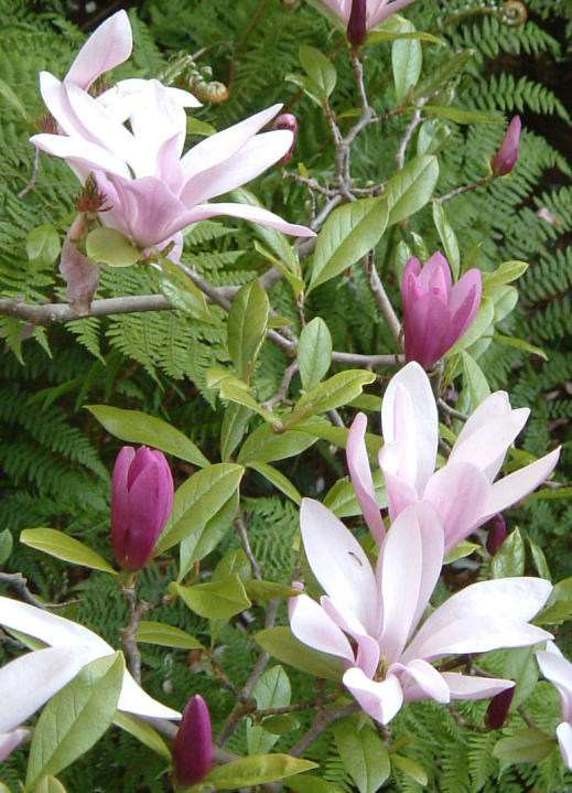 magnolia blooms, green background, closer