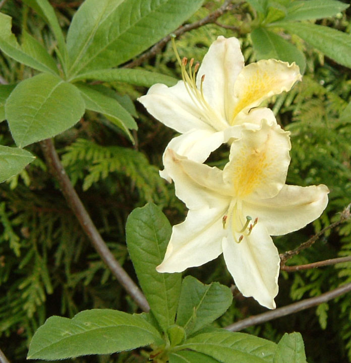 Pale yellow rhododendron blooms