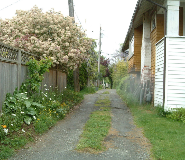 An overgrown little-used lane