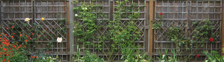 Trellis with three rosebushes