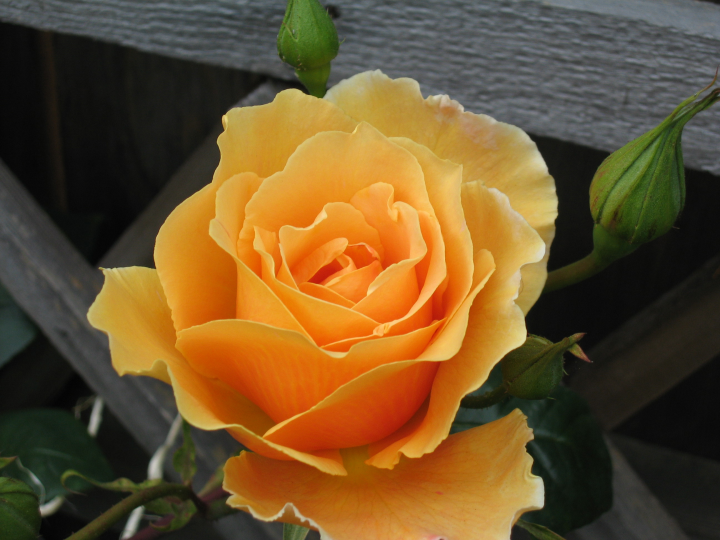very large JPEG of a Royal Sunset rose blossom