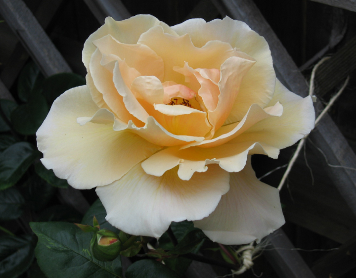 Pretty Royal Sunset rose bloom