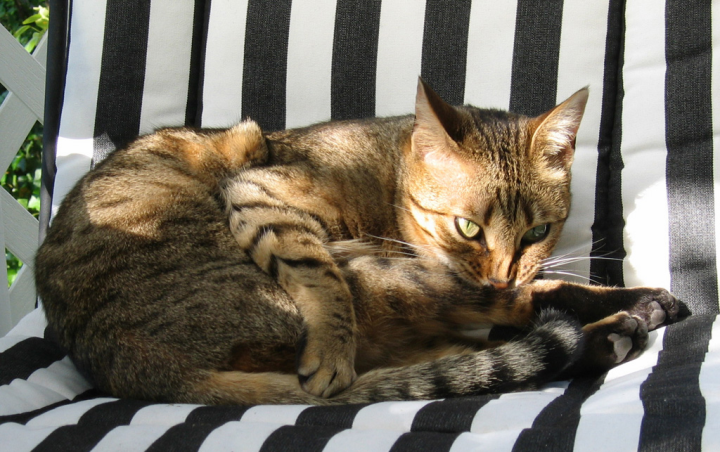 Sunlit cat on striped chair washing