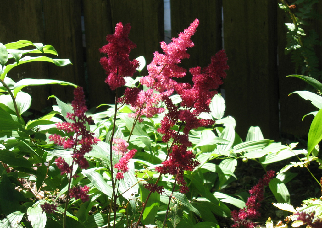 Pink Astilbe