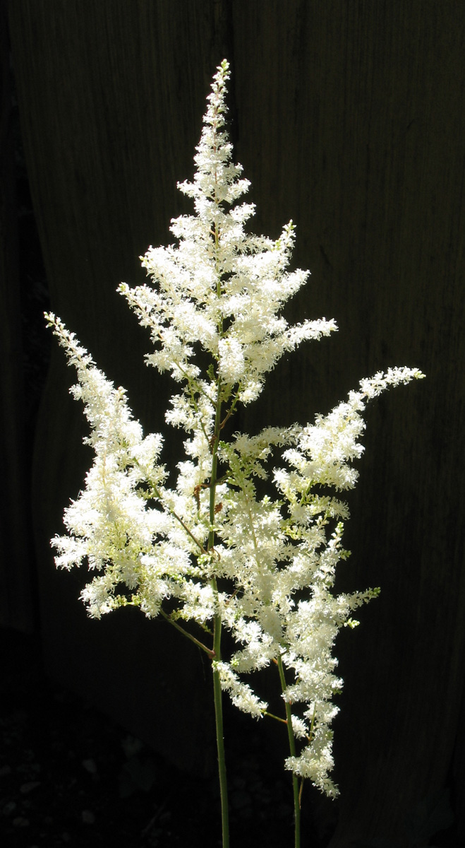 White Astilbe