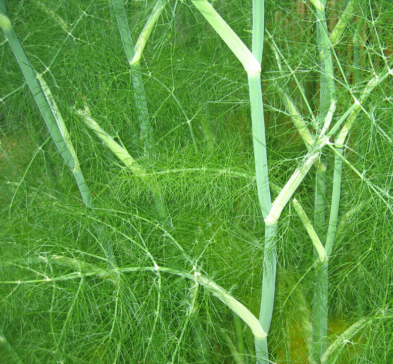 vegetation at the Cardboard House Cafe, Hornby Island