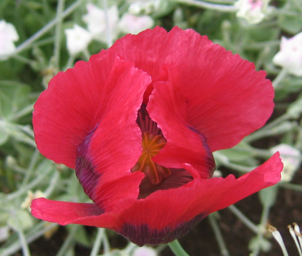 Looking into a crimson poppy