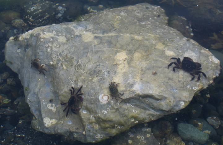 crabs at low tide