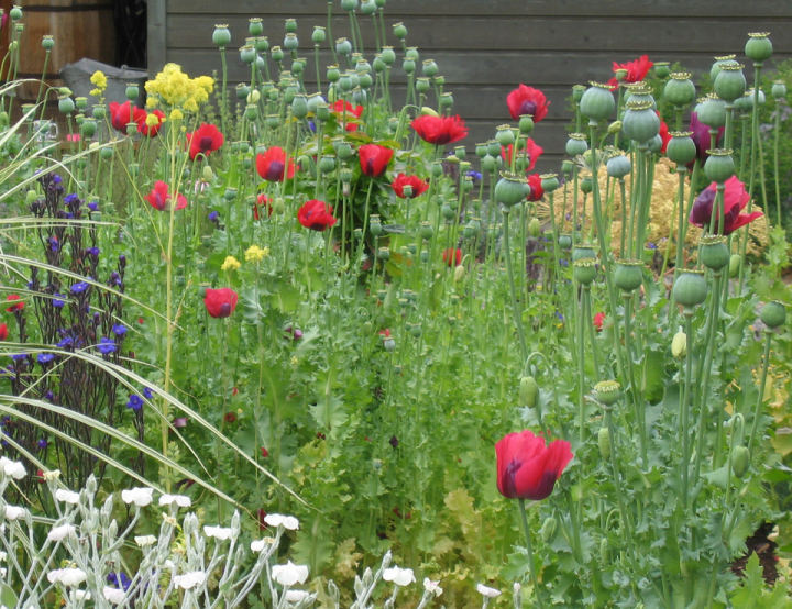 Poppy Garden at XXX