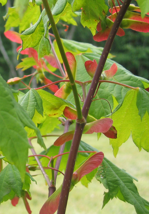 Maple tree with red keys