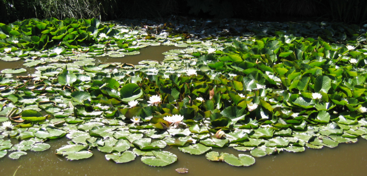Lily pond at the Old Rose Nursery