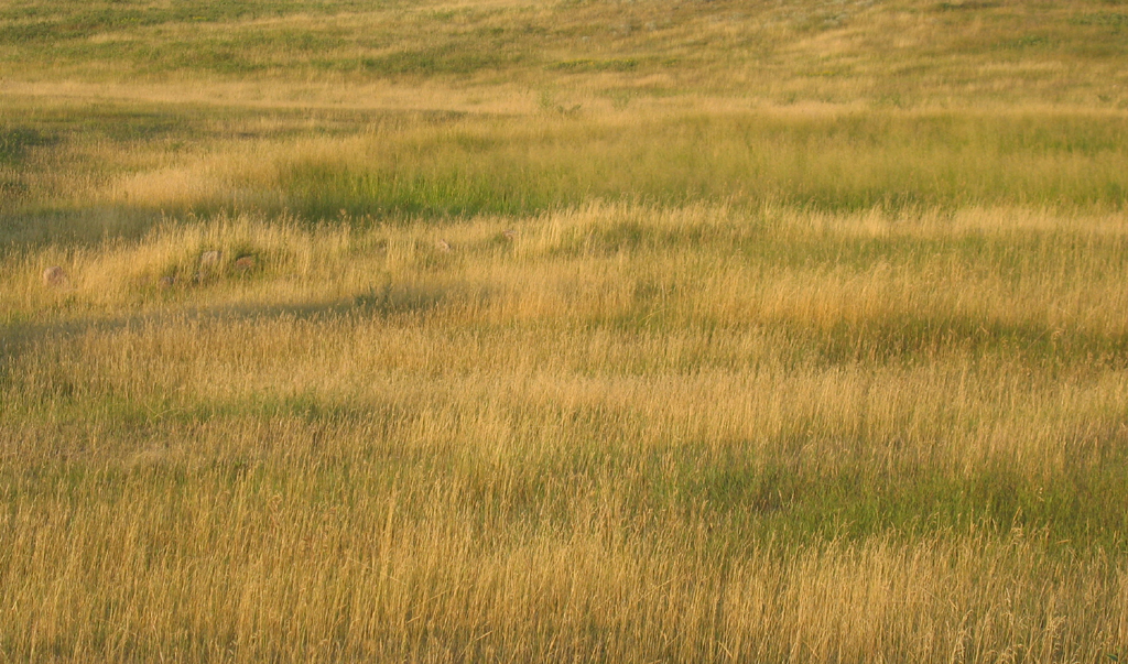 Rolling billows of Saskatchewan hayfield