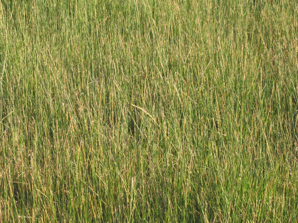 Saskatchewan prairie grasses, detail