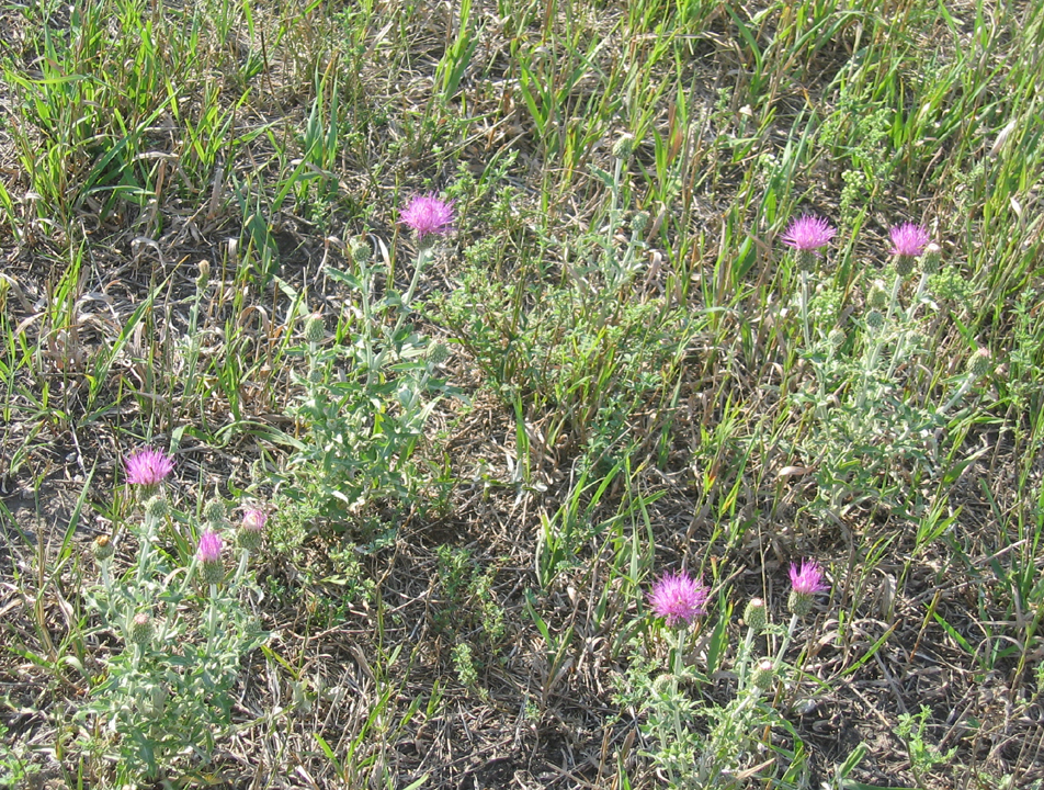 Thistles in a Saskatchewan hayfield