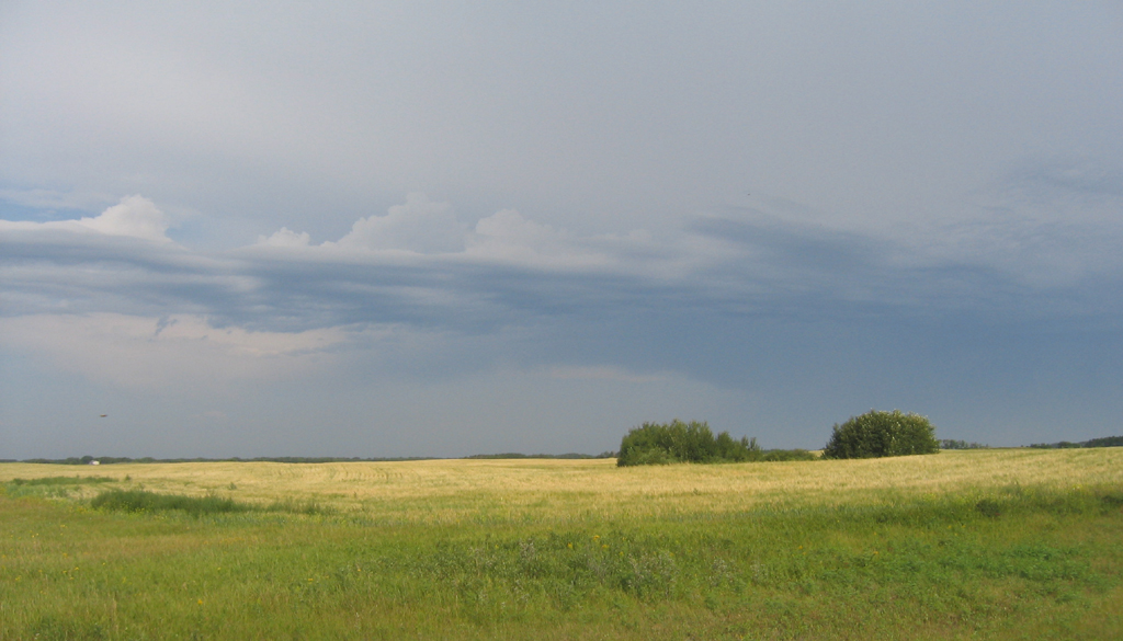 Saskatchewan hayfields against a grey sky