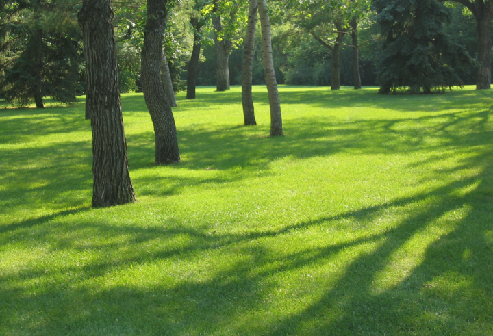 Sunlight, trees, and grass in Wascana park in Regina, Saskatchewan