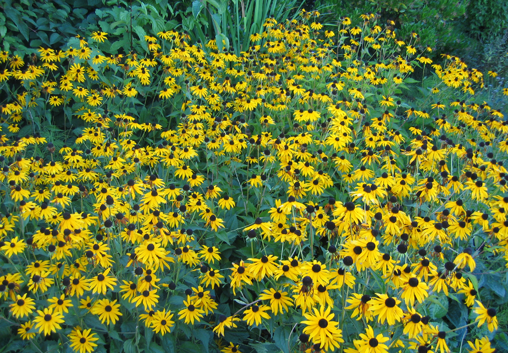 Many yellow flowers