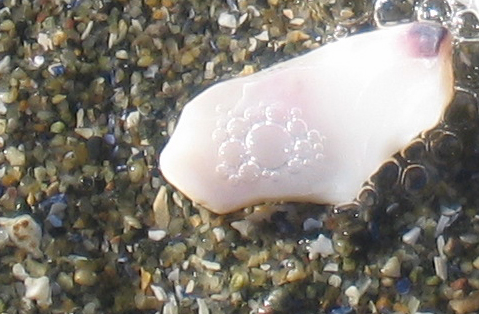 Sand close-up with light pink bubbly shell