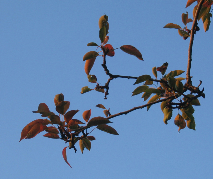 Branch of pear tree against autumn sky
