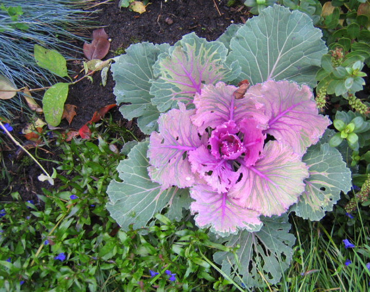 Pink Ornamental Winter Cabbage