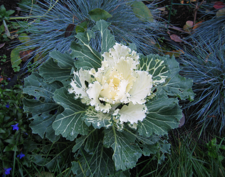 White Ornamental Winter Cabbage