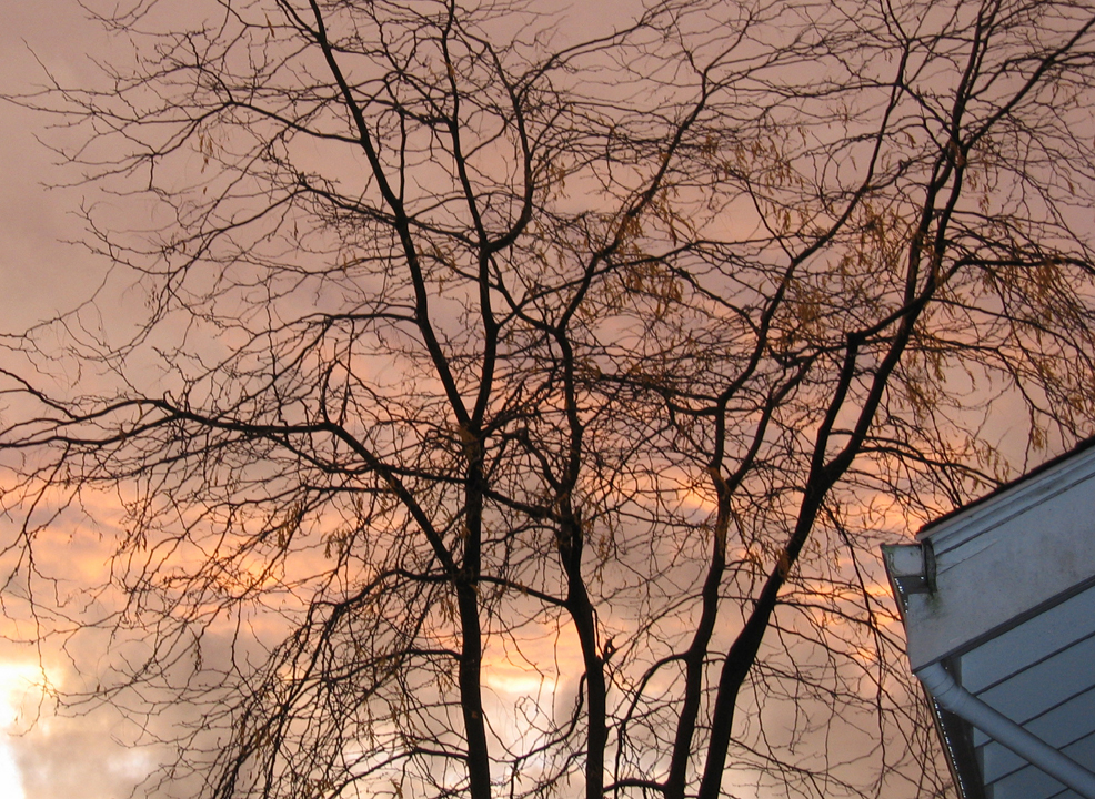 Bare tree against pink clouds