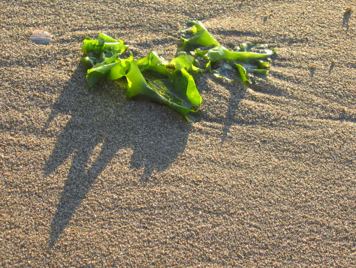 A single frond of seaweed in the setting sun