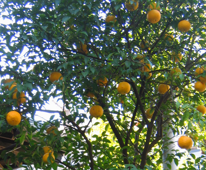 Lemon tree near Shin-Yokohama