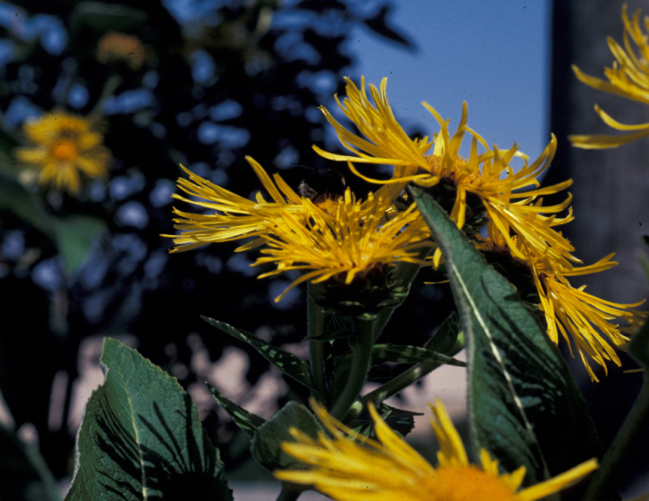 Yellow flower in sunshine