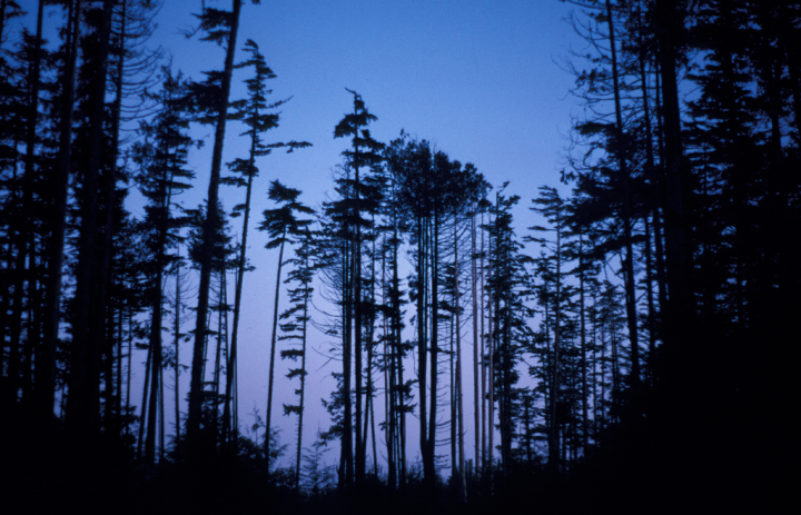 Pacific Rim trees in the dusk