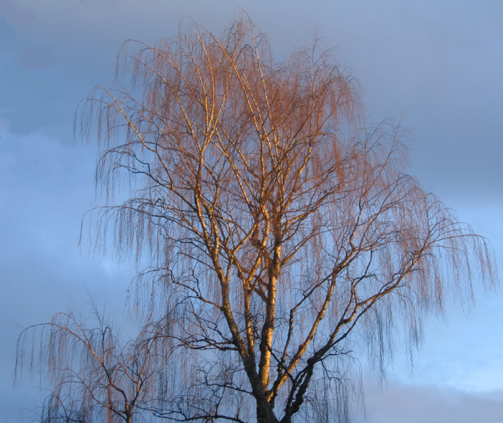 Bare willow branches in winter sun