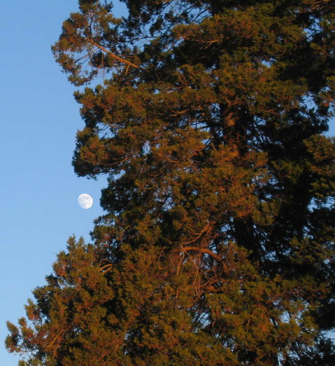 The moon and an evergreen in winter sunlight