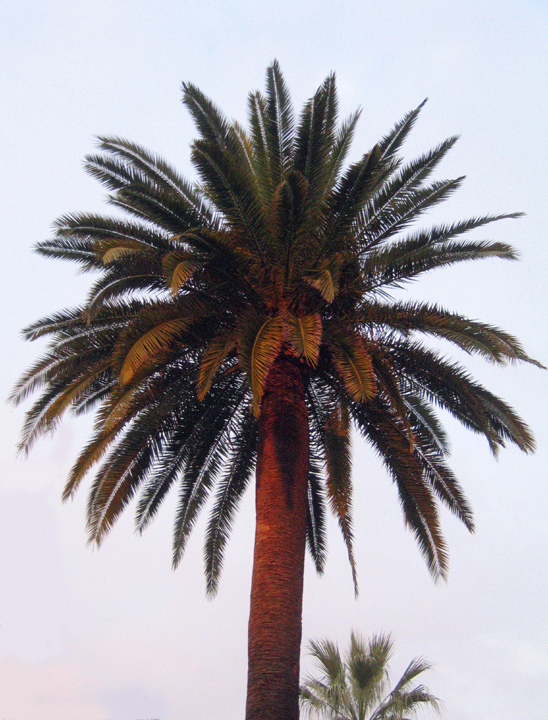 The Golden West - Palms by sunset