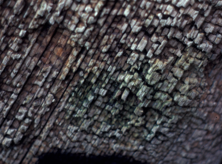 Close-up of rotting wood