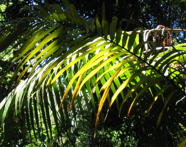 Backlit palm leaf in tropical rainforest