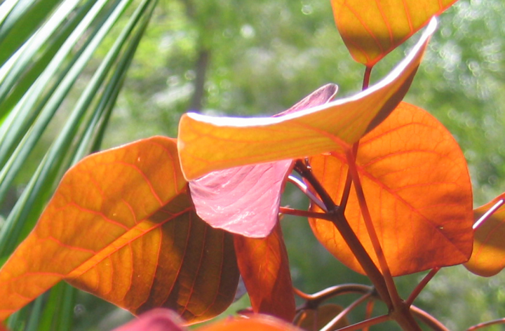 Backlit orange leaves